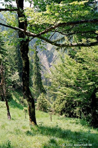 Abstieg von der K�nigsalm - Blick in den Sch�ttl�zgraben II