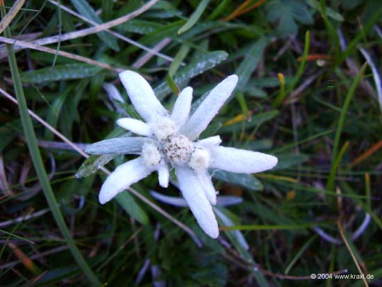 Edelweiss04-001