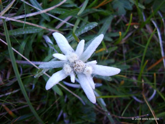 Edelweiss04-002