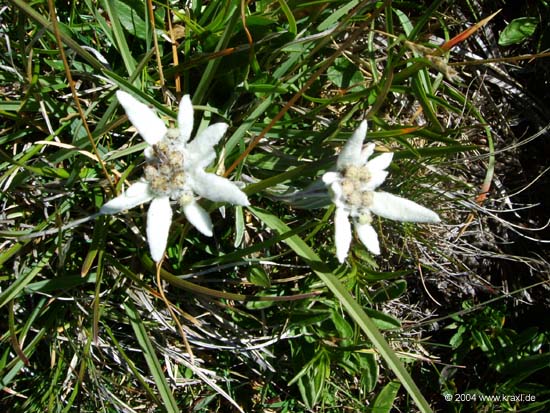 Edelweiss04-003