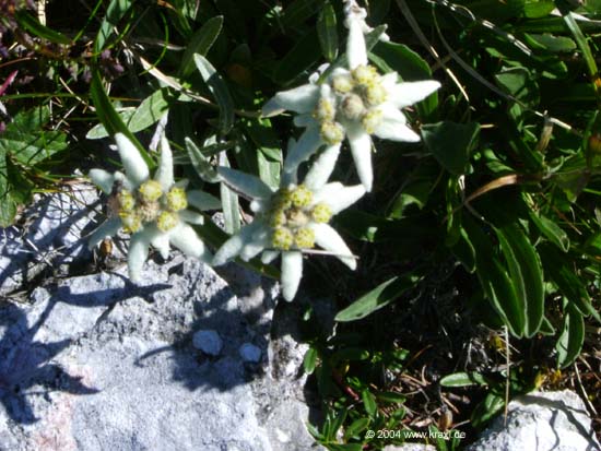 Edelweiss04-004