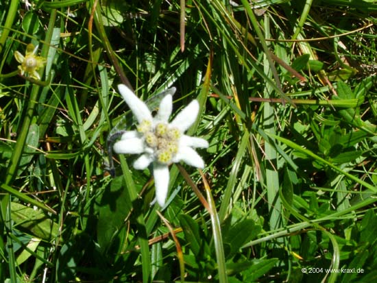 Edelweiss04-007