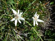 Edelweiss04-005