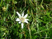 Edelweiss04-007