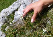 Edelweiss04-008