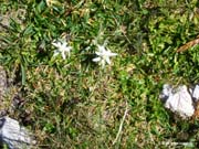 Edelweiss04-010