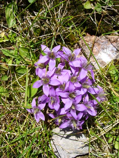 haid-stell04-010