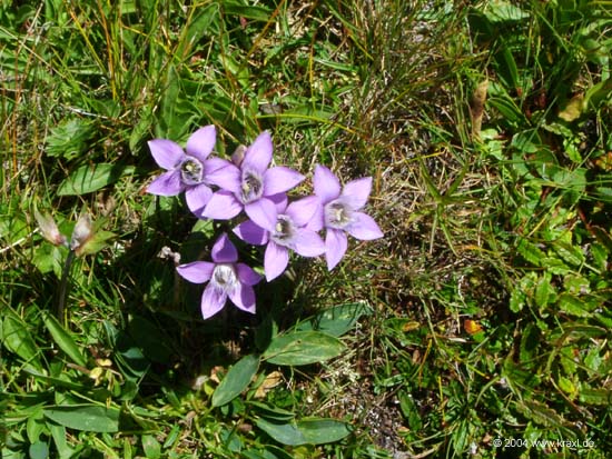 haid-stell04-022