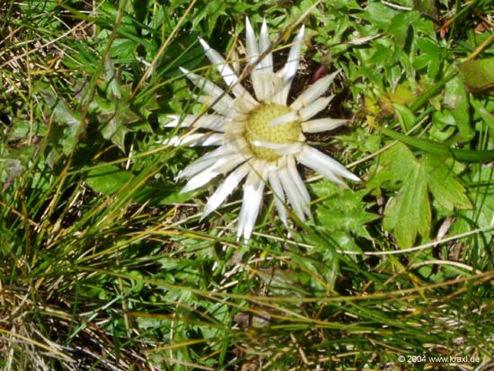 haid-stell04-028