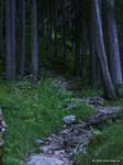 haid-stell04-003