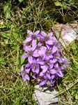 haid-stell04-010