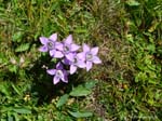 haid-stell04-022