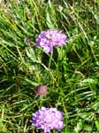 haid-stell04-026