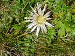 haid-stell04-028