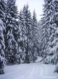 simetsberg05-011
