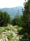 guffert06-008