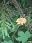 schafreuter09-048