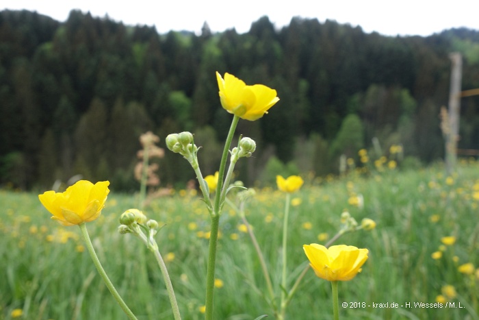 spitzstein-039.jpg