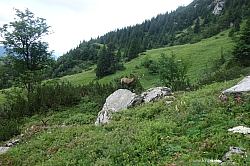 brauneck-benediktenwand-050.jpg