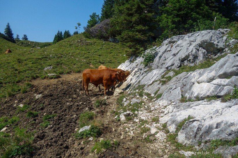 hennenkopf-probstenwand-20.jpg