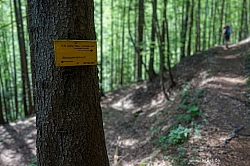 mallestiger-mittagskogel-024.jpg