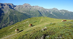 pitztaler-sonnenrunde-133.jpg