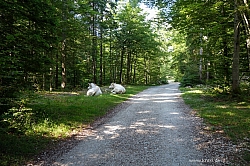 triglav-004.jpg