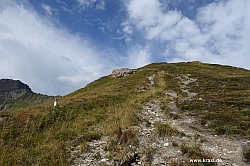 geier-junssee213.jpg