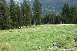 geier-junssee218.jpg