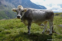 wurmtaler-kopf-013.jpg