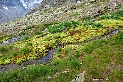 wurmtaler-kopf-022.jpg