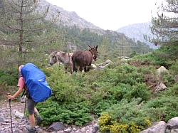 Esel an der Bergeries de Ballone